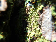Chaenotheca chrysocephala
