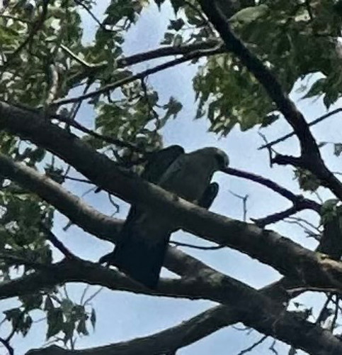 Mississippi Kite