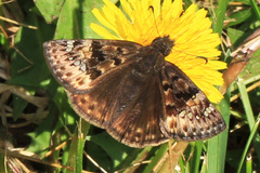 Erynnis juvenalis