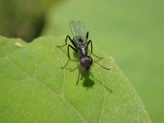 Myrmecothea myrmecoides