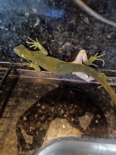 Green Iguana