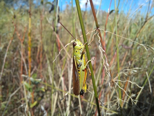 Large Marsh Grasshopper