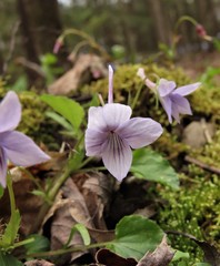 Viola rostrata