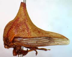 Umbonia