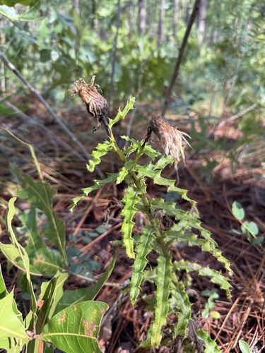 Cirsium repandum, photograph 1