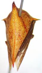 Umbonia