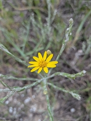 (c) Devin Floyd, some rights reserved (CC BY) Pityopsis graminifolia, photograph (c) Devin Floyd, some rights reserved (CC BY)