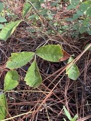 (c) Brandon Corder, some rights reserved (CC BY) Toxicodendron pubescens, photograph (c) Brandon Corder, some rights reserved (CC BY)