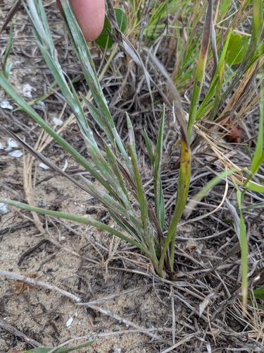 Pityopsis graminifolia, photograph 3