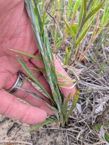 Pityopsis graminifolia, photograph 4