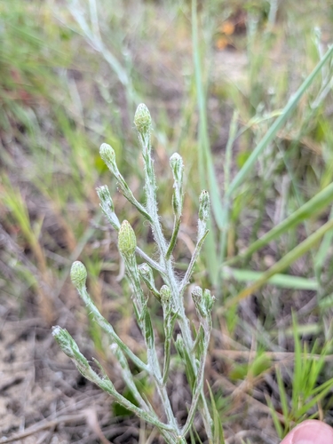 Pityopsis graminifolia, photograph 5