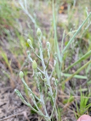 (c) Devin Floyd, some rights reserved (CC BY) Pityopsis graminifolia, photograph (c) Devin Floyd, some rights reserved (CC BY)