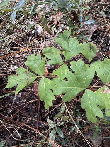 Toxicodendron pubescens