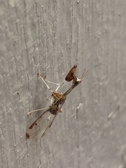 Dicromantispa interrupta