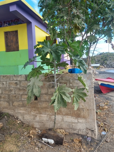 castor bean