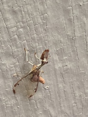 Dicromantispa interrupta