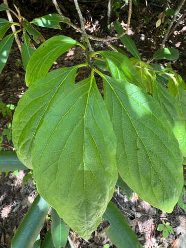 Pyrularia pubera, photograph 3