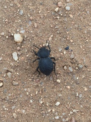 Microschatia inaequalis