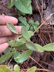 Gaylussacia dumosa