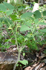 Physalis heterophylla