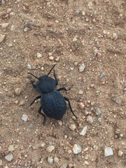 Microschatia inaequalis