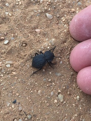 Microschatia inaequalis
