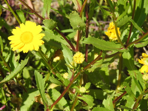 Coleostephus myconis, photograph 3