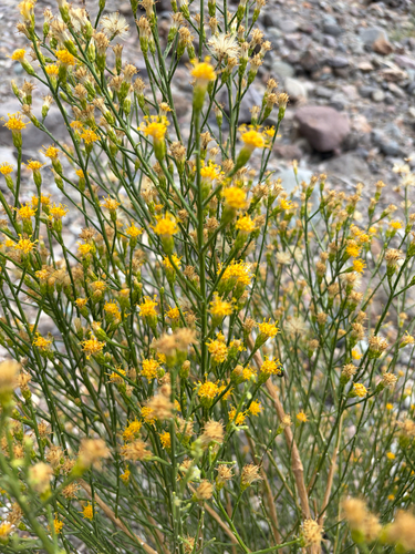 iNaturalist observation photo of California Broomsage