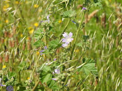 Malva multiflora, photograph (c) Duarte Frade, some rights reserved (CC BY)