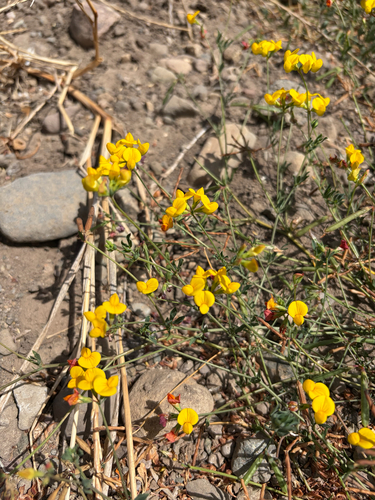 iNaturalist observation photo of narrow-leaf bird's-foot trefoil