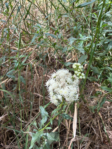 iNaturalist observation photo of marsh baccharis