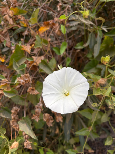 iNaturalist observation photo of coast morning glory