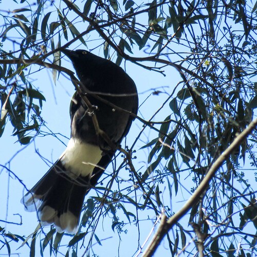 Pied Currawong