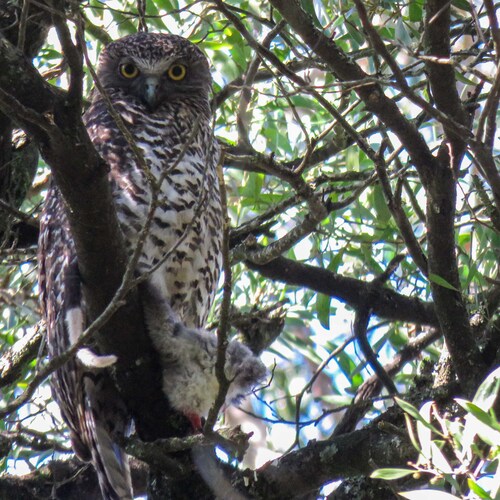 Powerful Owl