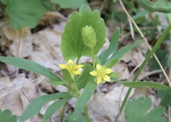 Ranunculus inamoenus