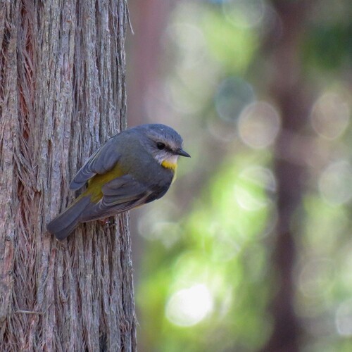 Eastern Yellow Robin