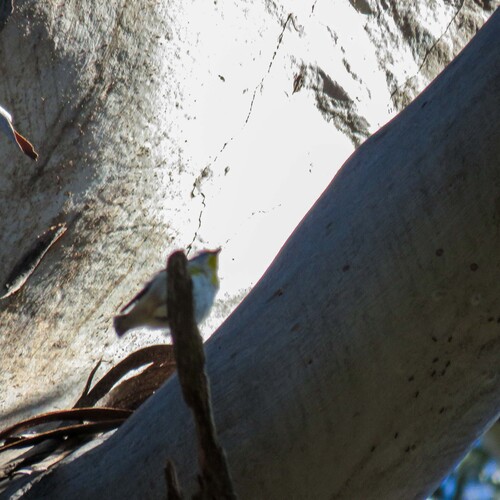 Striated Pardalote