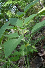 Physalis heterophylla