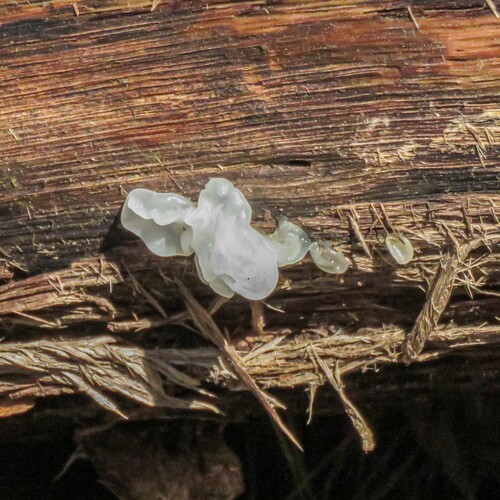 snow fungus
