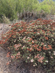 Eriogonum arborescens, photograph (c) Rachel Allingham, some rights reserved (CC BY)