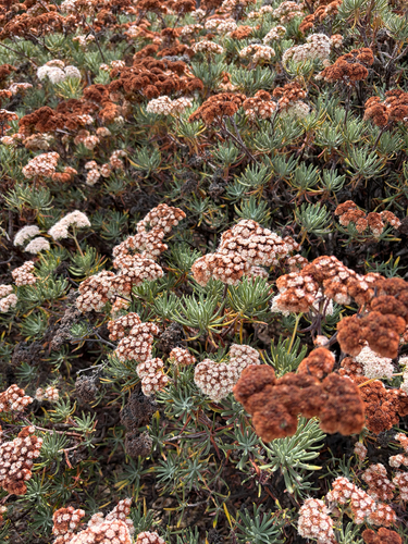 Eriogonum arborescens, photograph 3
