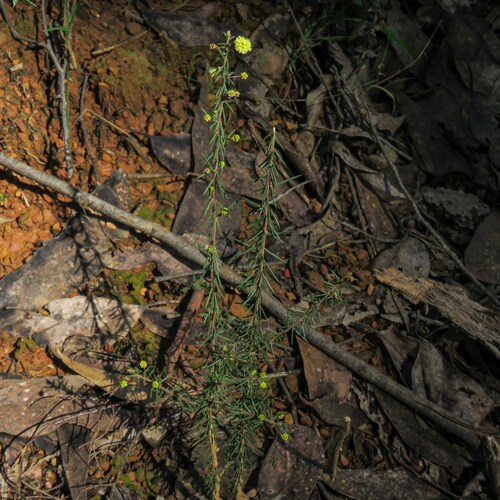 Thin-leaf Wattle