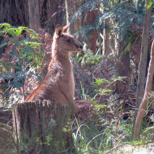 Eastern Grey Kangaroo