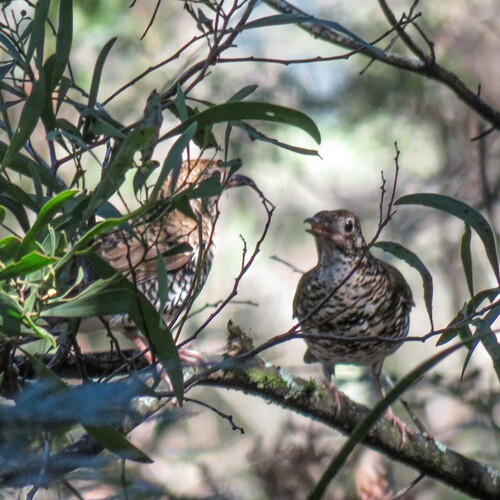 Bassian Thrush
