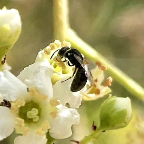 iNaturalist observation photo of Masked Bees