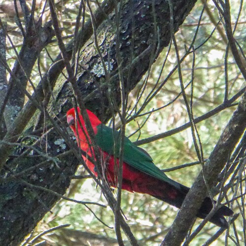Australian King Parrot