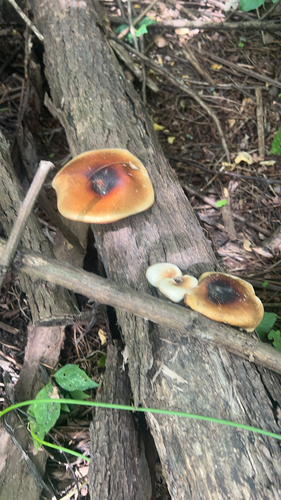 Bay Polypore