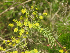 Euphorbia segetalis, photograph (c) Duarte Frade, some rights reserved (CC BY)