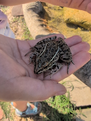 Plains Leopard Frog