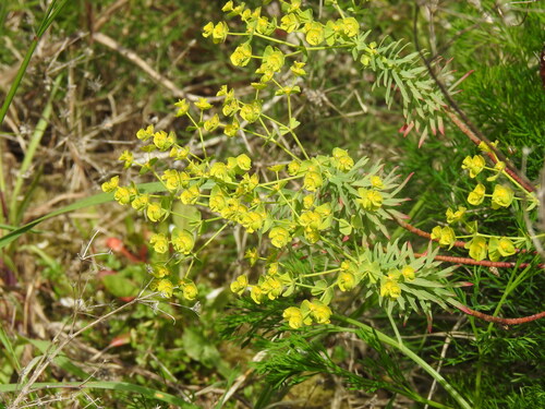 Euphorbia segetalis, photograph 1